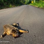 Estado aposta em alta de produtividade e expansão do milho para etanol