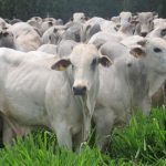 Convênios já permitiram R$ 4,5 bilhões em investimentos de obras de infraestrutura