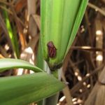 Ebook do Milk Summit Brazil 2025 reúne principais debates e tendências do setor leiteiro