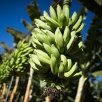 Agronegócio brasileiro mira 2025 com foco em segurança jurídica, crédito e sustentabilidade