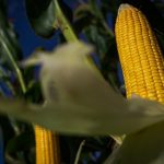 Produção de hortaliças movimenta R$ 7,1 bilhões no Paraná em 2024, segundo Deral