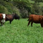 Hedgepoint projeta superávit global de açúcar em 2025/26 e alerta: La Niña deve reforçar a oferta, não os preços