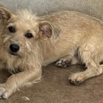 Forças de segurança apreendem 104 tabletes de drogas e causam prejuízo de R$ 1,9 milhão às facções criminosas