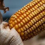 Trump retira tarifa de 40% sobre produtos agrícolas do Brasil após diálogo com Lula