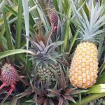 Rotam detém quatro suspeitos ligados a facção por tráfico de drogas em São José do Rio Claro