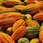 Mercado de café inicia semana volátil com influência do clima e incertezas sobre tarifas dos EUA