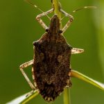 Setor de citros brasileiro comemora redução de tarifas nos Estados Unidos