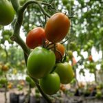 Algodão: Cotação se mantém firme com foco em qualidade e exportações