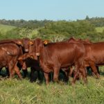 PM apreende duas armas de fogo, 292 munições e prende homem por porte ilegal e ameaça