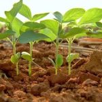 Ibama nega proibição e desmente boato: cultivo de tilápia segue liberado no País