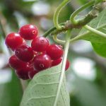 Bombeiros resgatam 13 pessoas presas em elevadores neste final de semana