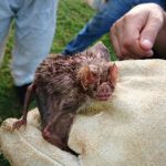 Tecnologias de aplicação e uso de adjuvantes impulsionam eficiência e sustentabilidade no campo