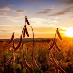 Estudo aponta que mais de 90% da soja cresce sem desmatamento na Amazônia Legal e no Cerrado