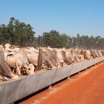 Tecnologia do aplicativo Esteio impulsiona produtividade e lucros em fazendas brasileiras