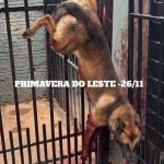 Polícia Civil cumpre mandados contra investigados por fraude de R$ 113 mil contra instituição financeira de SP