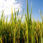 Pesquisa genética eleva desempenho das alfaces cultivadas no Brasil e amplia segurança do produtor