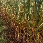 Ribeirão Cascalheira projeta aumento de 30% na colheita de pequi e reforça título de “capital” do fruto em Mato Grosso