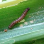 UFR/UAB abre edital para pós-graduação em Gestão no Agronegócio na modalidade EAD