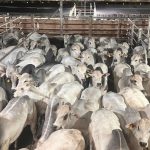 Polícia Civil desarticula esquema milionário de furto de energia em Lucas do Rio Verde e Sorriso