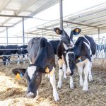 Plantio de soja avança para 81% no Brasil, mas clima irregular preocupa Mato Grosso e Goiás