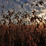 Mercado do feijão enfrenta baixa liquidez e queda acentuada de preços em novembro