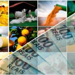 Milho mantém preços firmes com dólar em alta e exportações aquecidas, mas analistas alertam para ilusão de valorização