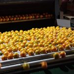 Percevejo-marrom surge mais cedo e acende alerta para manejo da soja na safra 2026