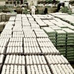 Congresso mundial sobre azeite debate avanço da olivicultura no Brasil