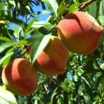 Câmara atende moradores da Vila Adriana e registra demandas