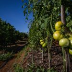 EUA reduzem tarifas sobre subprodutos da laranja brasileira e ampliam alívio para o setor cítrico