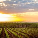 Polícia Militar prende mulher por cultivo ilegal de maconha em Canarana