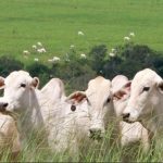 Seguro rural precisa de reforço urgente para garantir sustentabilidade do agronegócio, alerta presidente da Faesc