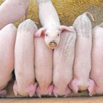 Força Tática prende quatro faccionados, apreende rifle e munições