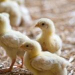 Polícias Civis de MT e GO prendem foragido da Justiça acusado de dois homicídios em Cocalinho