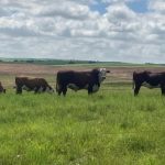 Soja lidera exportações no Paraná e impulsiona investimentos no Porto de Paranaguá