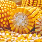 Preço do leite no RS recua 8,69% em novembro e setor pede medidas contra impacto das importações