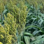 Equilíbrio entre tecnologia e experiência humana é desafio na pecuária moderna, afirma CEO da Beckhauser