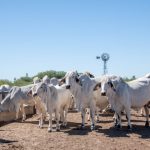 Pesquisa genética eleva desempenho das alfaces cultivadas no Brasil e amplia segurança do produtor