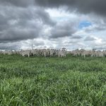 Tecnologia de monitoramento reduz em 92% a mortalidade de bezerras em fazenda mineira