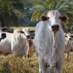 Confira os sorteados para Camarote dos Autistas no jogo entre Cuiabá e Criciúma neste domingo (23)