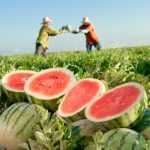 Mesmo com intensidade leve, La Niña aumenta incertezas climáticas e exige manejo hídrico mais técnico no agronegócio