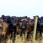 Corpo de Bombeiros registra aumento de 55,4% nas ocorrências com insetos agressivos em MT