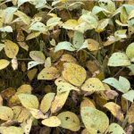 Polícia Civil prende suspeito de matar “amigo” em Sorriso