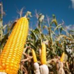 Exportações do setor hortifrutícola crescem 31,5% e atingem US$ 1,19 bilhão; oferta de cenoura pressiona preços nas Ceasas