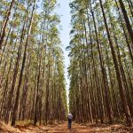 Polícia Civil prende integrante de facção criminosa alvo da operação A César o que é de César