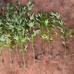 Polícia Civil incinera 2,3 toneladas de entorpecentes em Rondonópolis