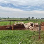 Bagé se torna a capital da olivicultura e recebe especialistas do Brasil e do Uruguai para debater o futuro do azeite e do olivoturismo