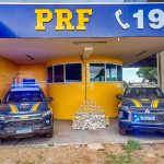 Percevejo-marrom surge mais cedo e acende alerta para manejo da soja na safra 2026