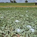 Produtividade recorde ameniza impacto dos preços baixos da batata em 2025, aponta Cepea