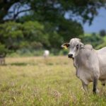 Polícia Civil incinera cerca de 1,5 tonelada de drogas em Cuiabá